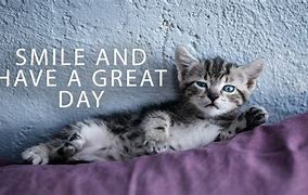 Image result for Good Day Cat Meme