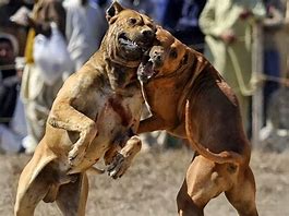 Image result for Dog Fighting