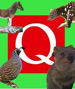 Image result for Animal with Beak Starting From Letter Q