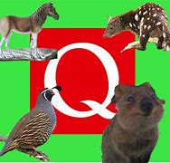 Image result for Toys That Start with Q