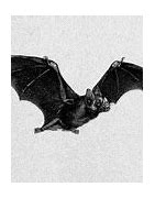 Image result for Fruit Bat Cartoon