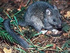 Image result for What Is the Difference Between Rats and Mice