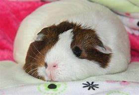 Image result for Fat Baby Guinea Pigs