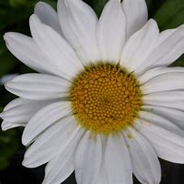 Image result for Leucanthemum Becky (Superbum-Group)