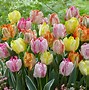 Image result for Parrot Tulip Arrangement