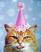 Image result for Party Time Cat Meme