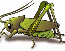 Image result for Vinatge Cricket Bug Clip Art