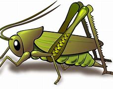 Image result for Cricket Animal