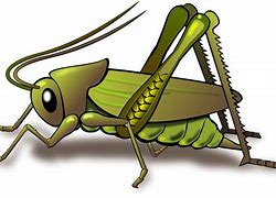 Image result for Cricket ClipArt