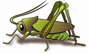 Image result for Cricket Bug Cartoon Transparent