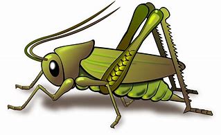Image result for Bell Cricket Insect Cartoon