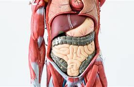 Image result for Inside Your Human Body