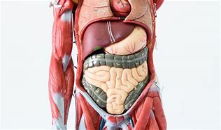 Image result for Anatomy of Human Body 1