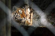 tigre in gabbia tigre in gabbia juzaphoto tigre in gabbia tigre in gabbia juzaphoto