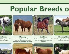 Image result for Every Horse Breed