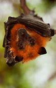Image result for Bat Red Eyes