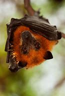 Image result for Red Bat Heads