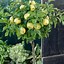 Image result for Yellow Delicious Apple Tree