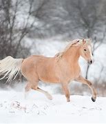 Image result for Winter Horse Pictures