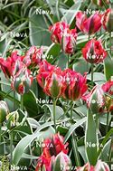 Image result for Tulipa Esperanto