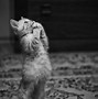 Image result for Cat Lift Her Hind Legs