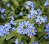 Image result for Heart of Forget Me Nots