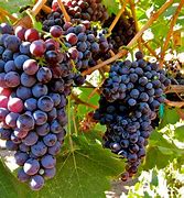 Image result for White Wine Made From Green Grapes