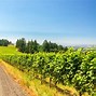 Image result for End the Vine Pinot Noir