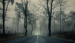 Image result for Fog Forest Road