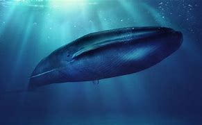 Image result for What Is the World's Biggest Animal