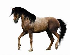 Image result for Horse Image Only No Background