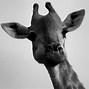 Image result for Animals Images Black and White