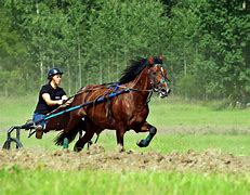 Image result for Horse Race Dresses