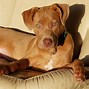 Image result for Pitbull Dog Red Nose Brown and White