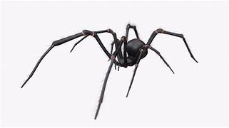 Image result for Australian Black Widow Spider