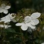 Image result for Viburnum plicatum Summer Snowflake