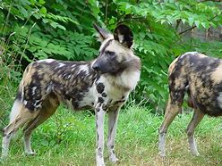 Image result for Painted Wolf African Wild Dog