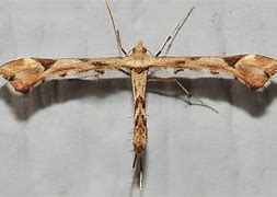 Image result for "artichoke-plume-moth"