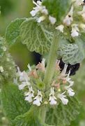 Image result for Find a Picture of a Horehound Plant