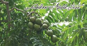 Image result for Caribbeangolden Apple Tree