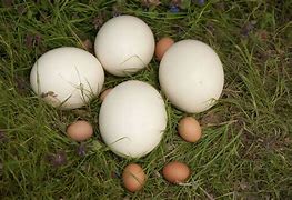 Image result for Oeuf D'autruche
