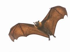 Image result for Fruit Bat Flies By