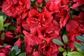 Image result for Rhododendron Autumn Fire