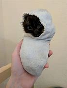 Image result for Cat Wrapped in Sock