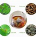 Image result for Flat Tummy Tea with Moringa