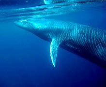 Image result for Taking a Blue Whale On a Walk Meme
