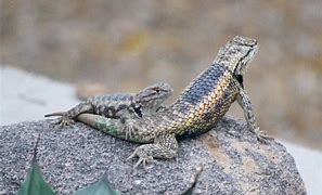 Image result for Arizona Lizards