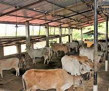 Image result for Cow Farming in India