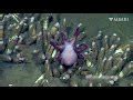 Image result for Small Weird Octopus