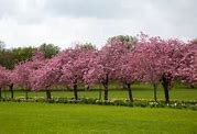 Image result for Cherry Tree